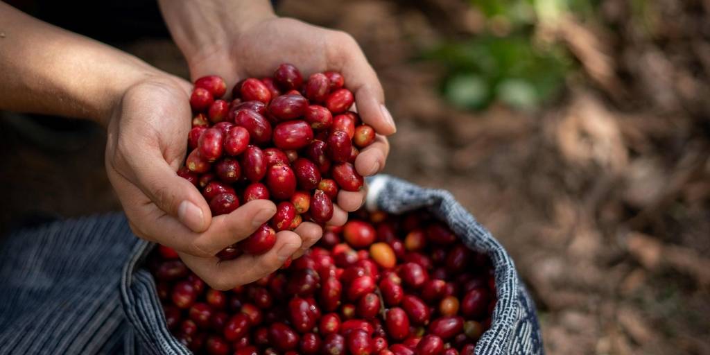 Peru Aromas del Valle Cajamarca 