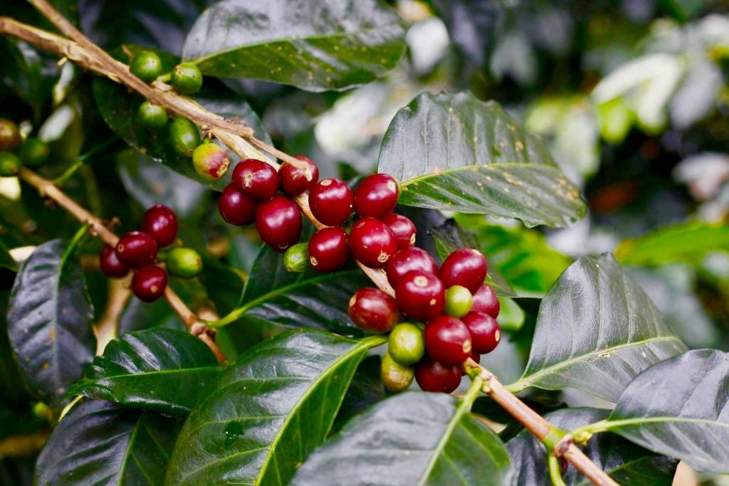 Peru Lupuna