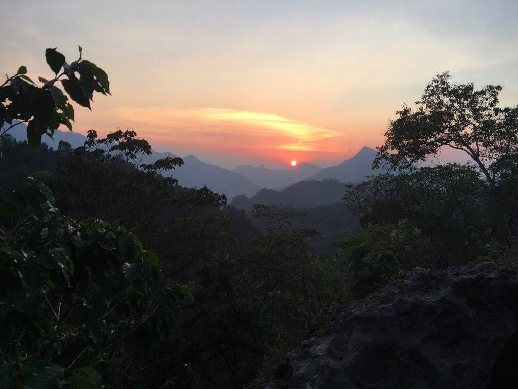 Guatemala Palo Blanco