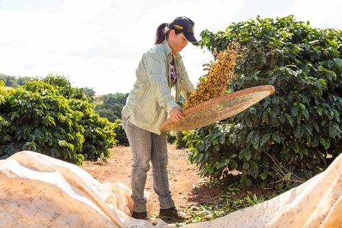Brazilie Capricornio - Dolce Signature Blend