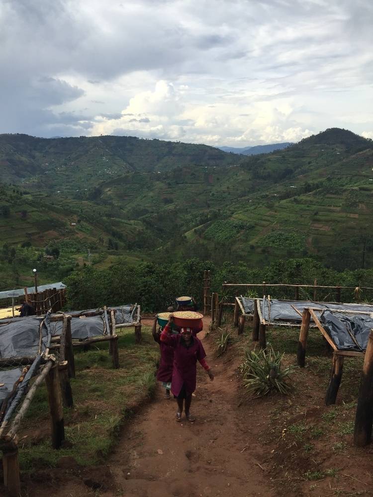 Rwanda Coko - Buhuri village