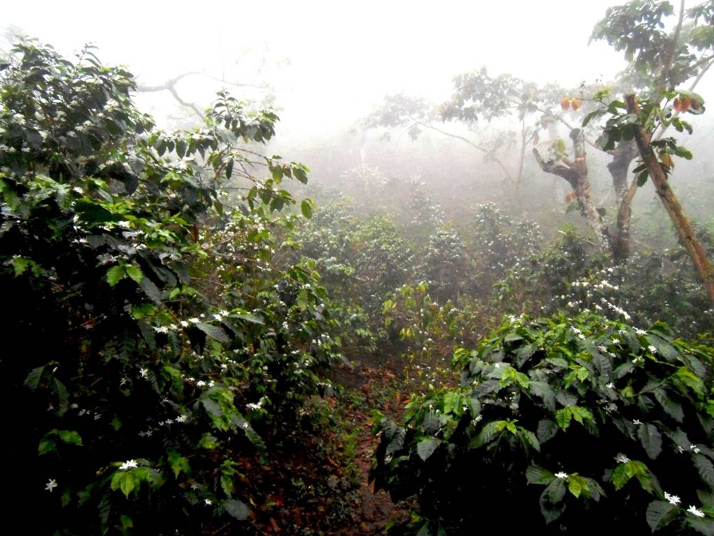Mexiko Chiapas Altura