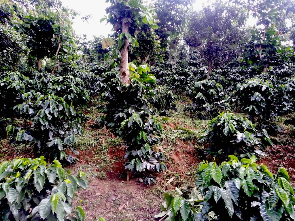 Mexiko Chiapas Altura: 250g